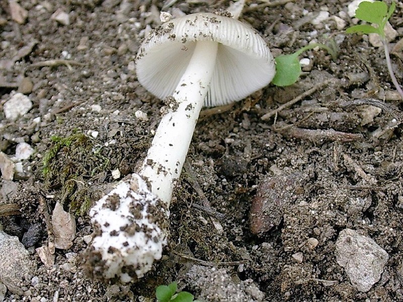 69 Da determinare bosco misto di latifoglia 650 mt s.l.m.